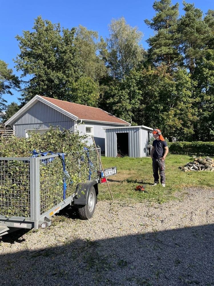 Släpkärra fullastad med ris på gårdsplan