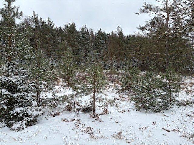 Tät ungskog med snö före röjning
