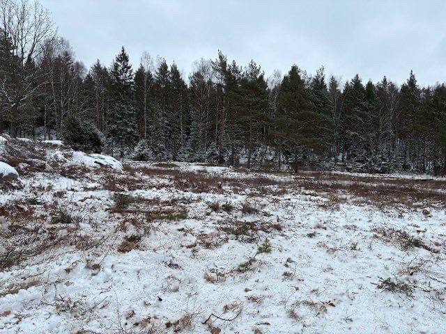 Röjd skogsyta med snö efter gallring