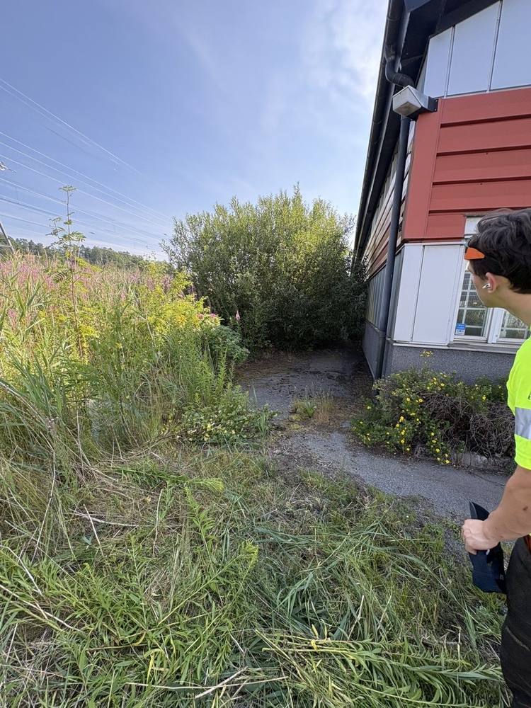 Igenvuxen yta med sly intill industribyggnad