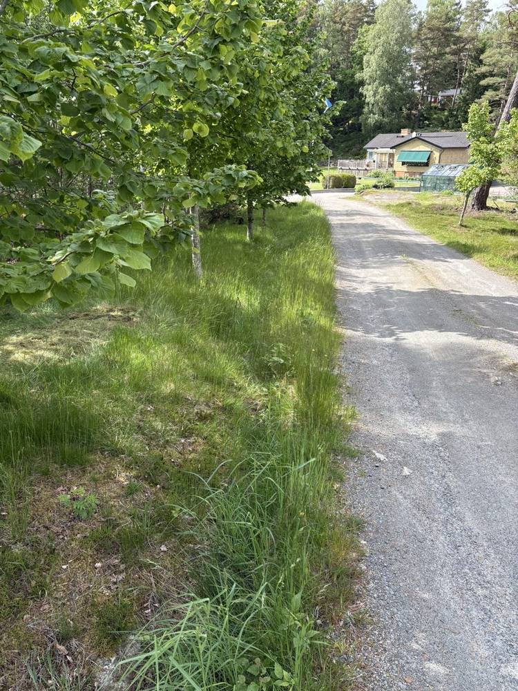 Högt gräs på vägren längs grusväg