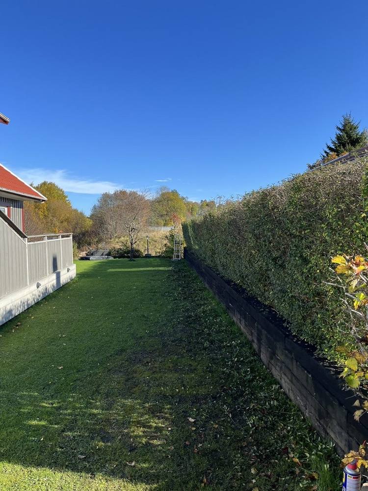 Rakt klippt häck längs tomtgräns