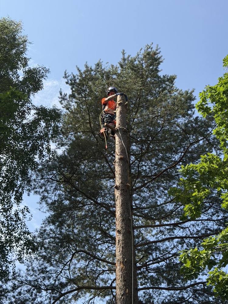 Arborist högt uppe i avkvistad tall
