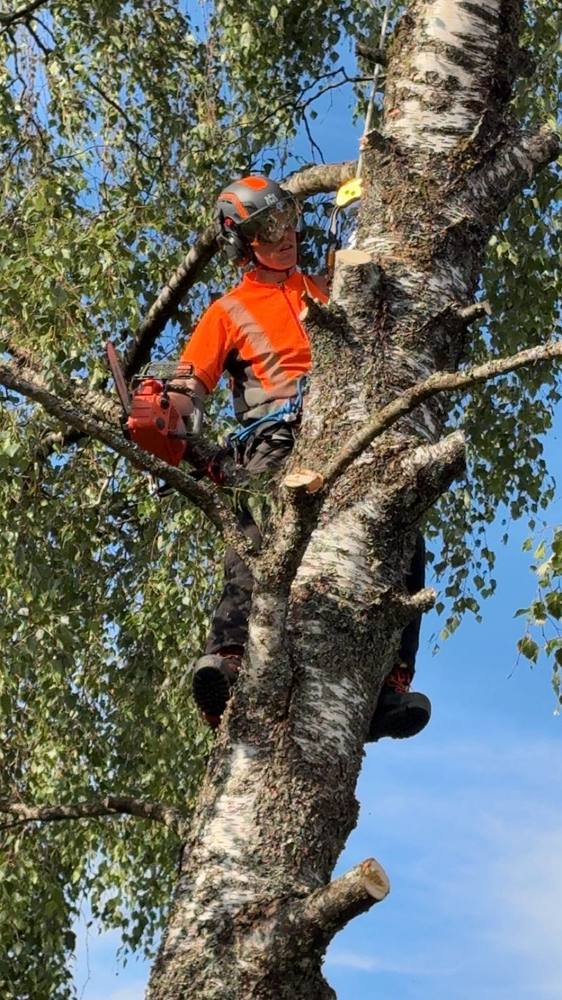 Arborist med motorsåg uppe i björk