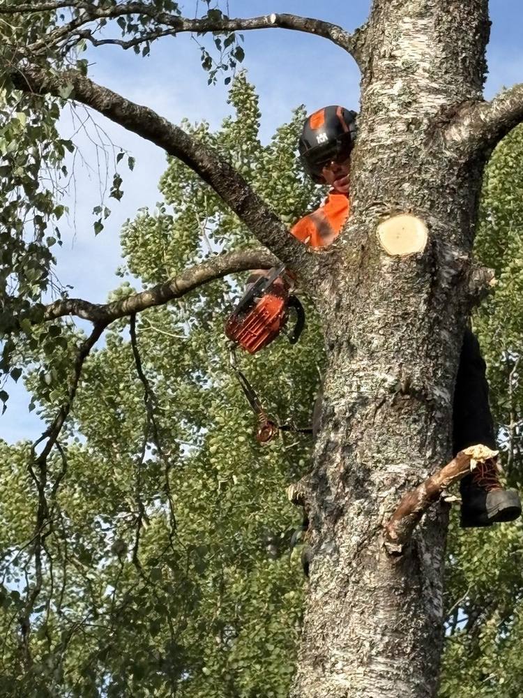 Arborist kapar grenar uppe i trädkronan