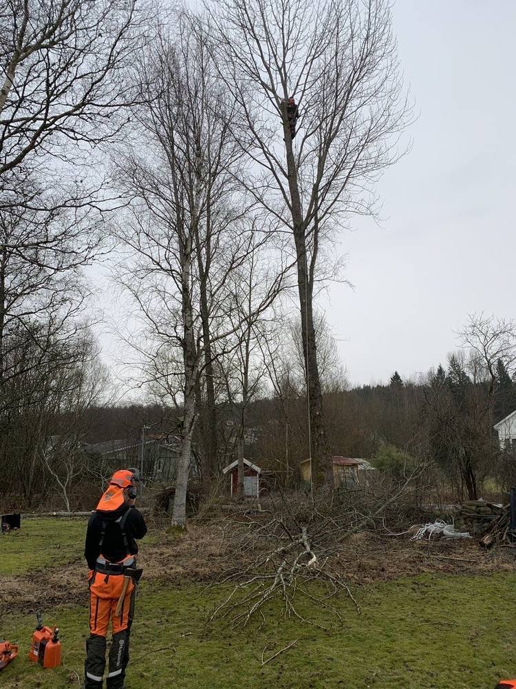 Klättrare i toppen och markman på marken vid vinterfällning