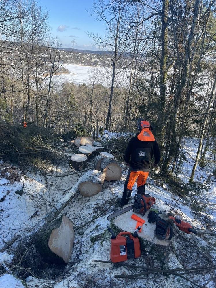 Kapade stockar i vinterskog med utsikt över sjö